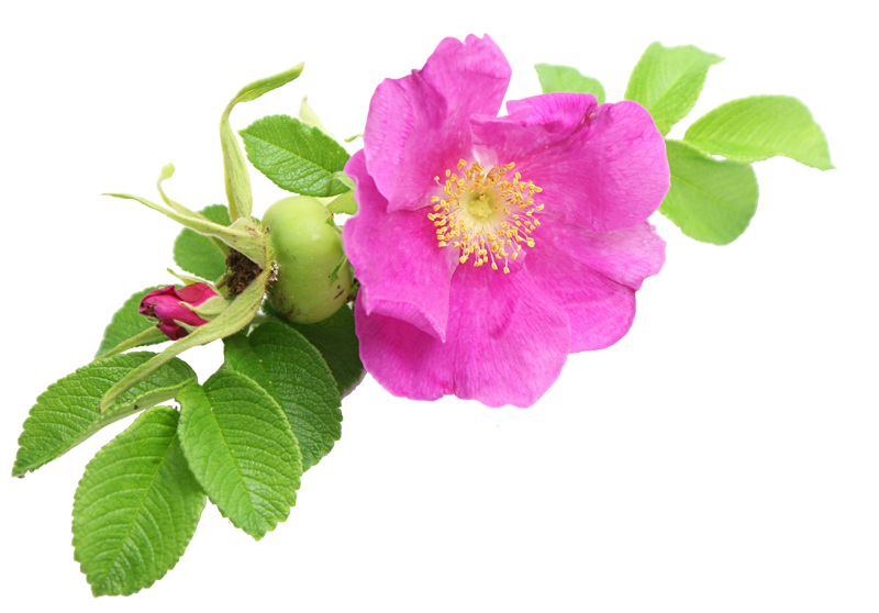 RÃ©sultat de recherche d'images pour "hydraflore rose musquee"
