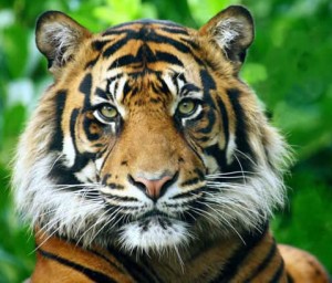 Tigre-notre histoire